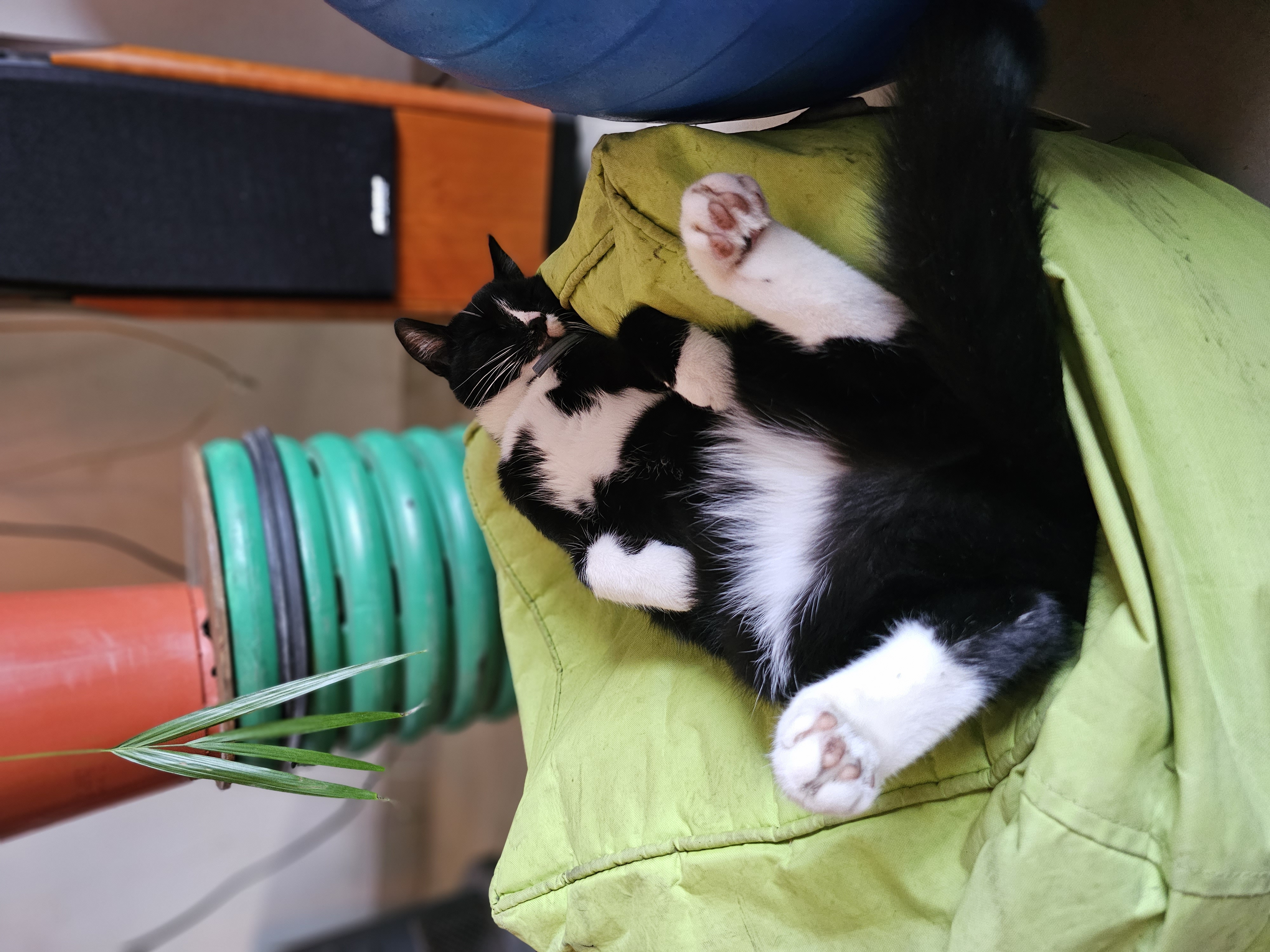 Zènek Foto 3