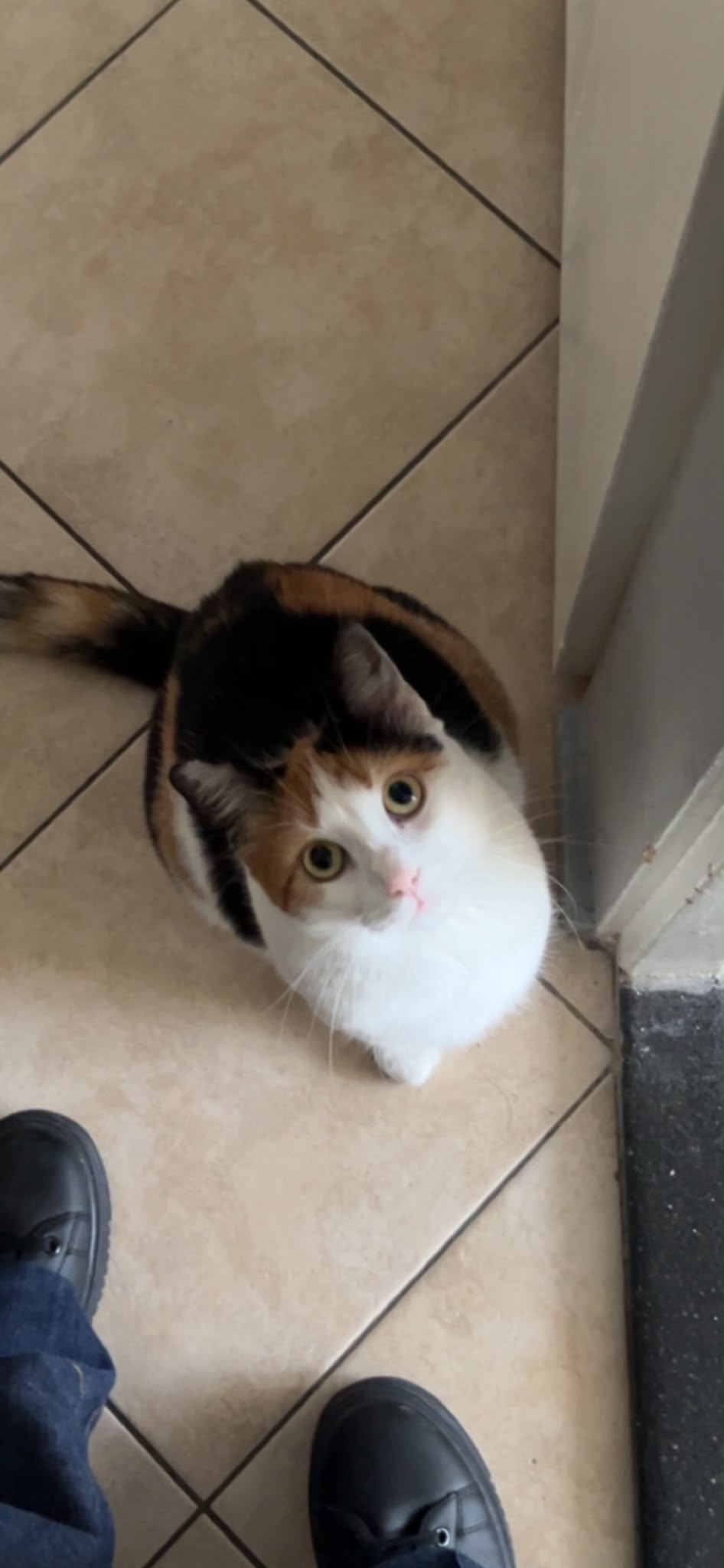 KITTY foto 2