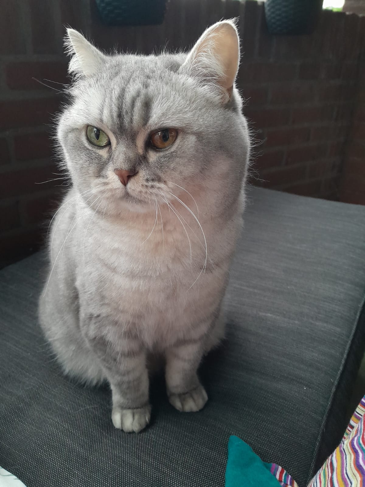 Bella foto 4
