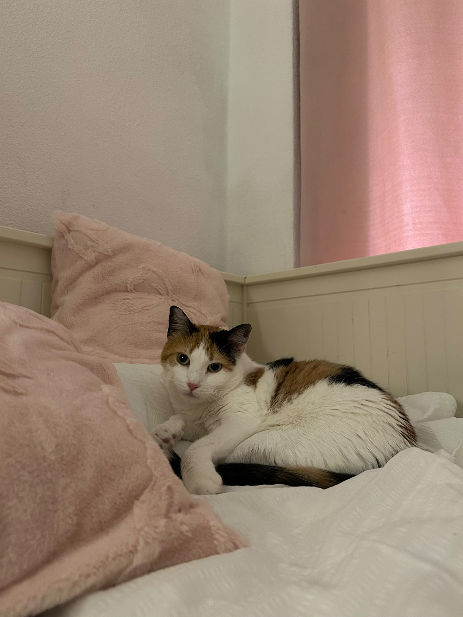 KITTY foto 5