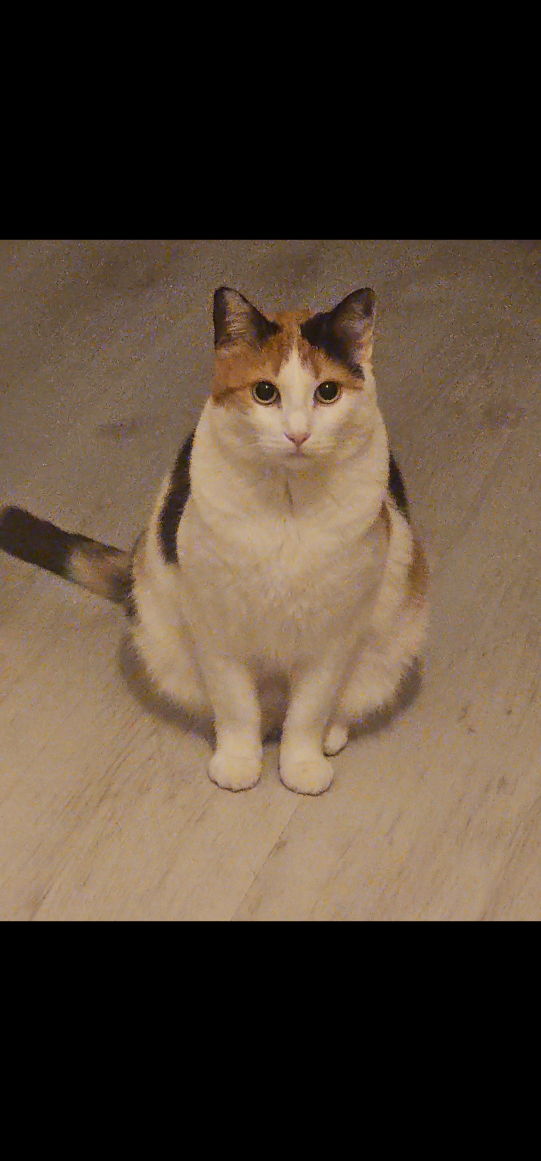 KITTY foto 4