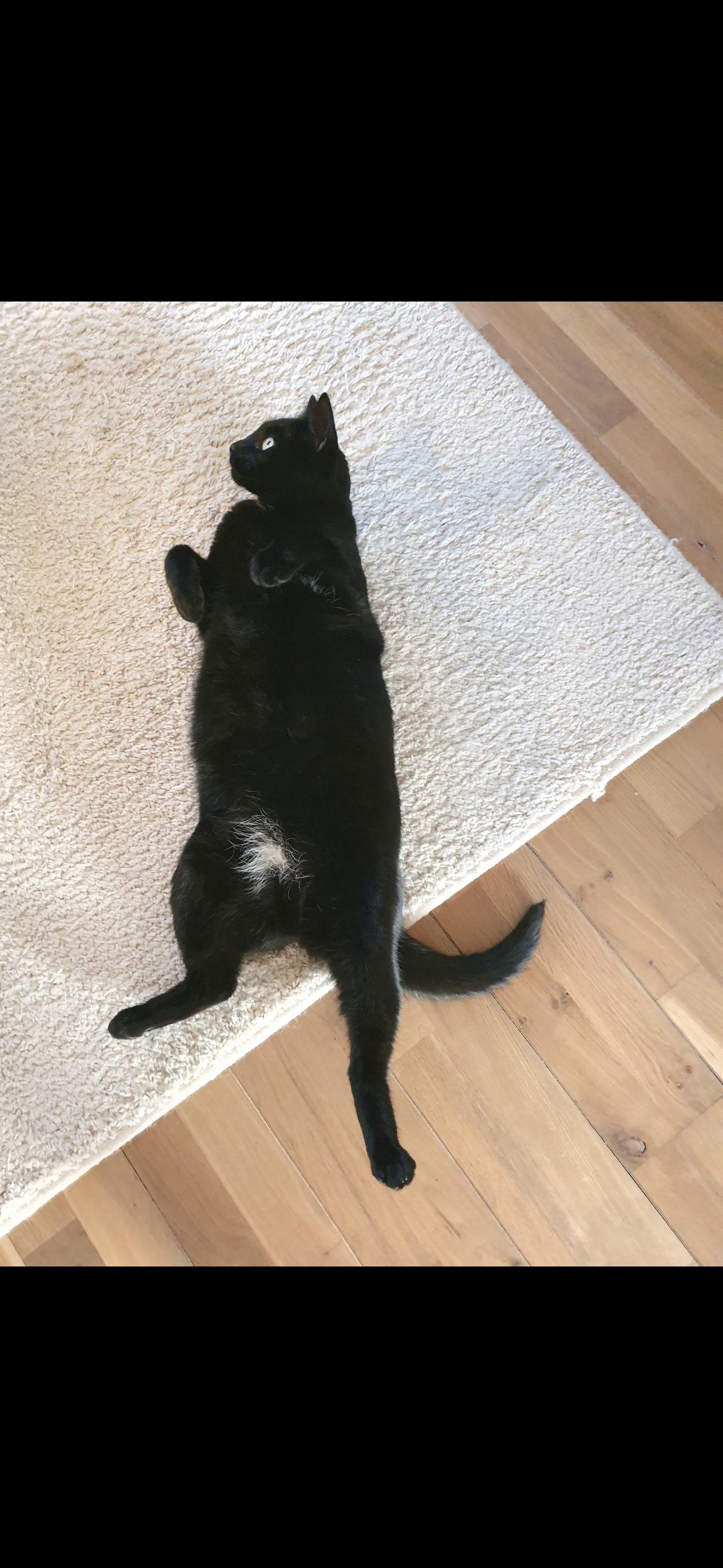 Simba foto 4