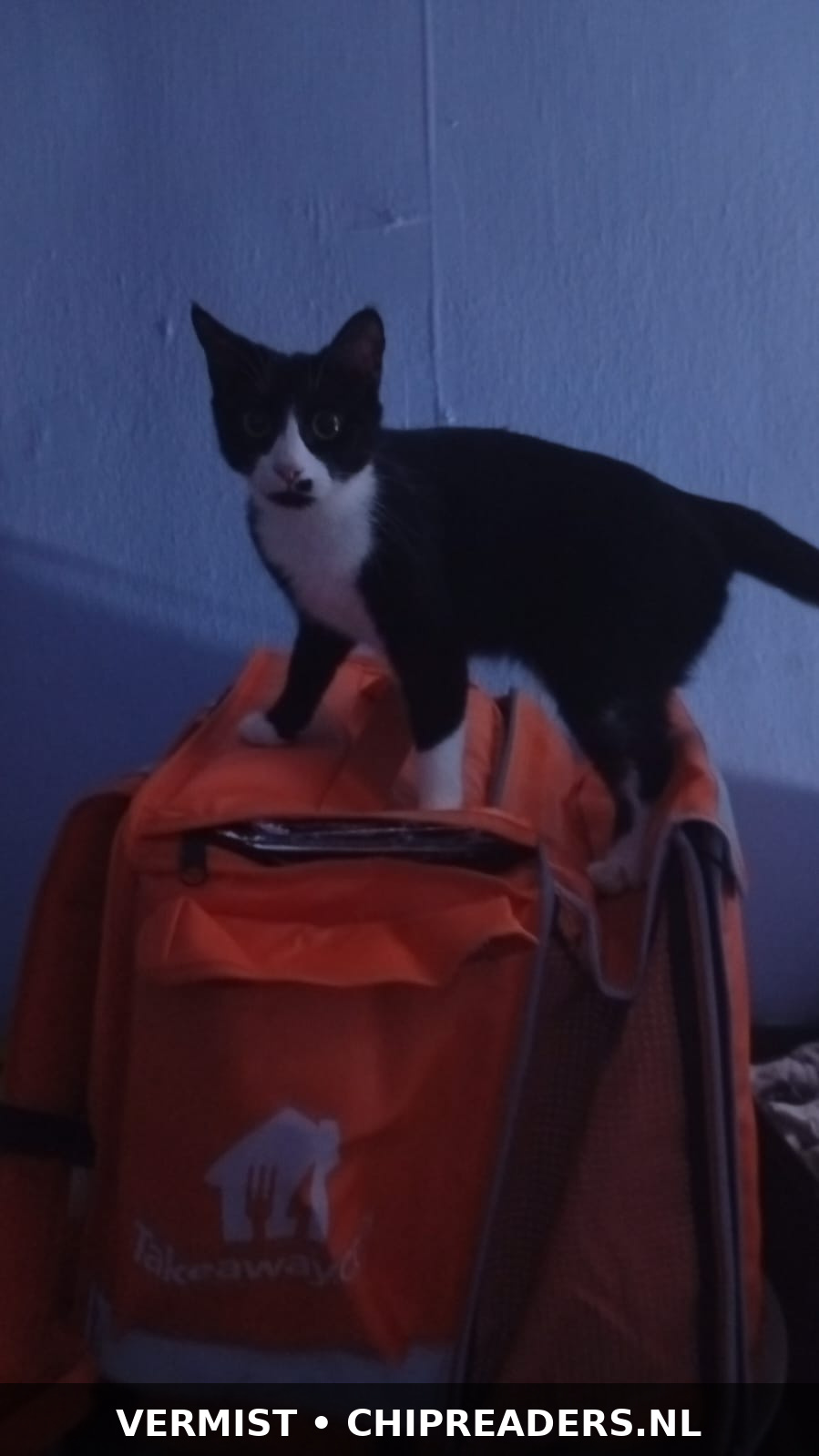 Oreo foto 4