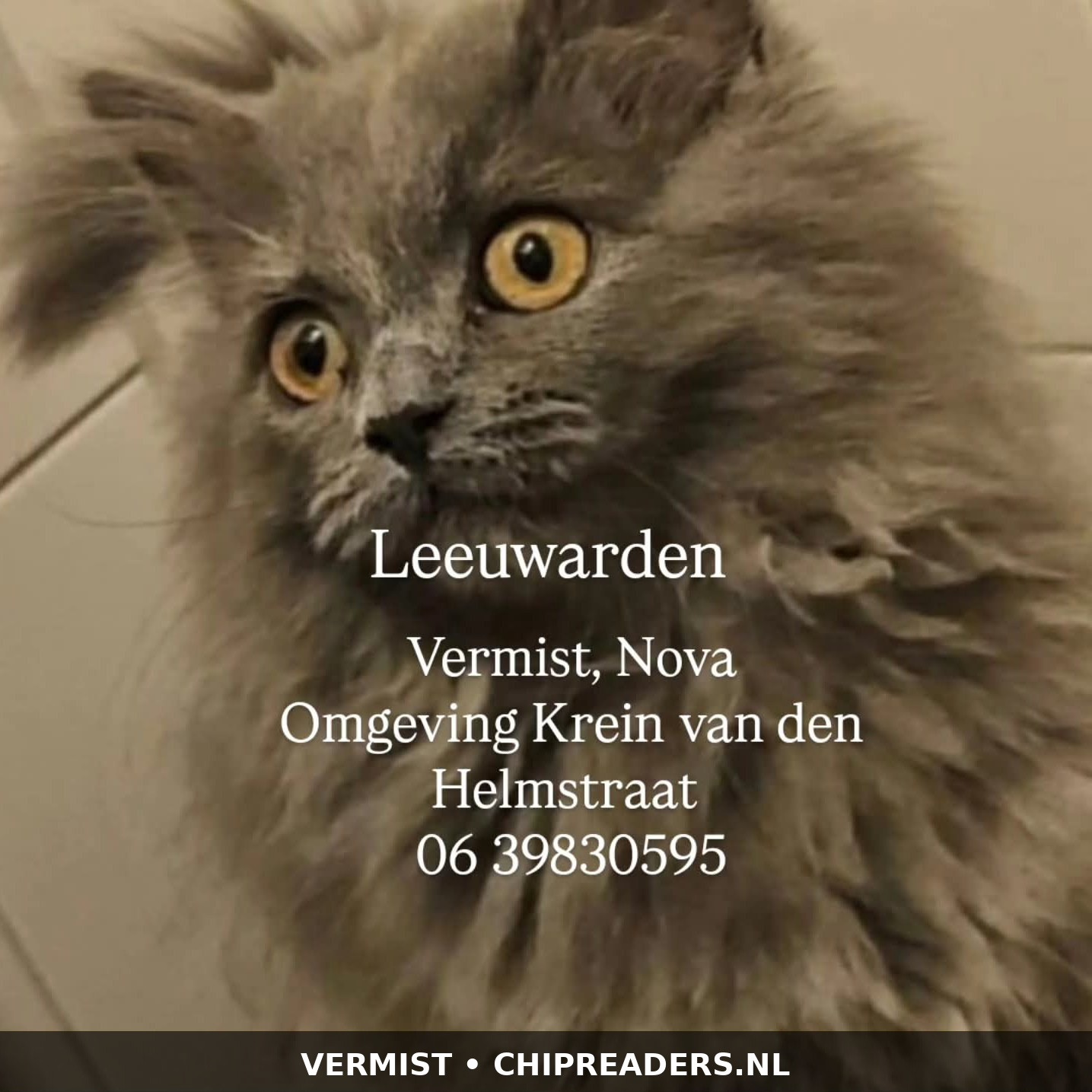 Nova