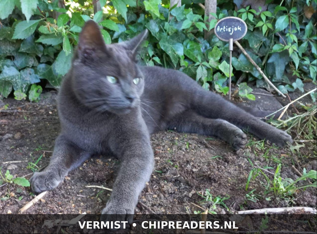 Muis