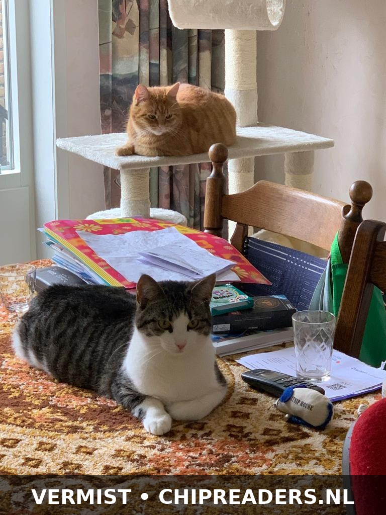 Minoes