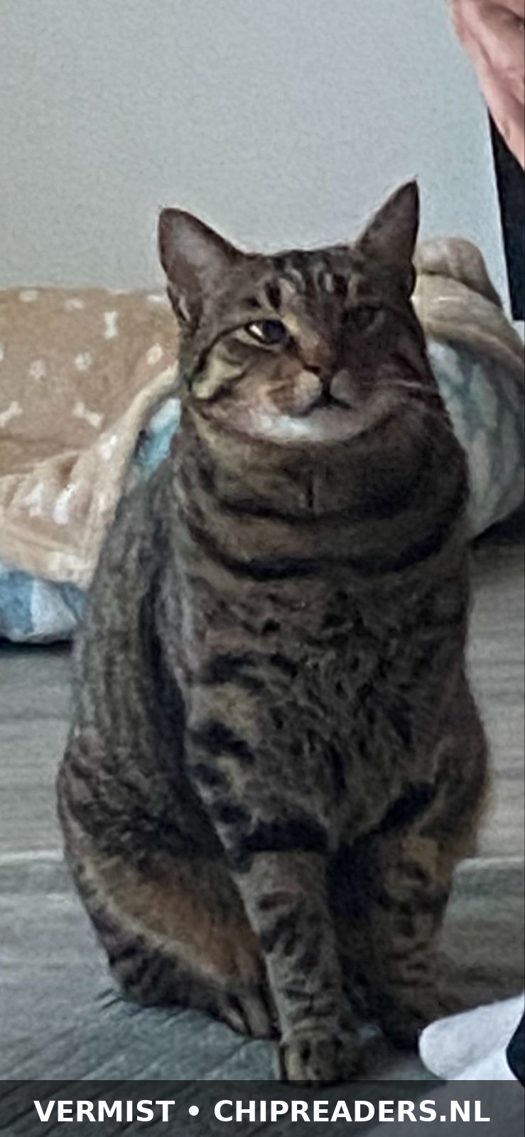 Micci