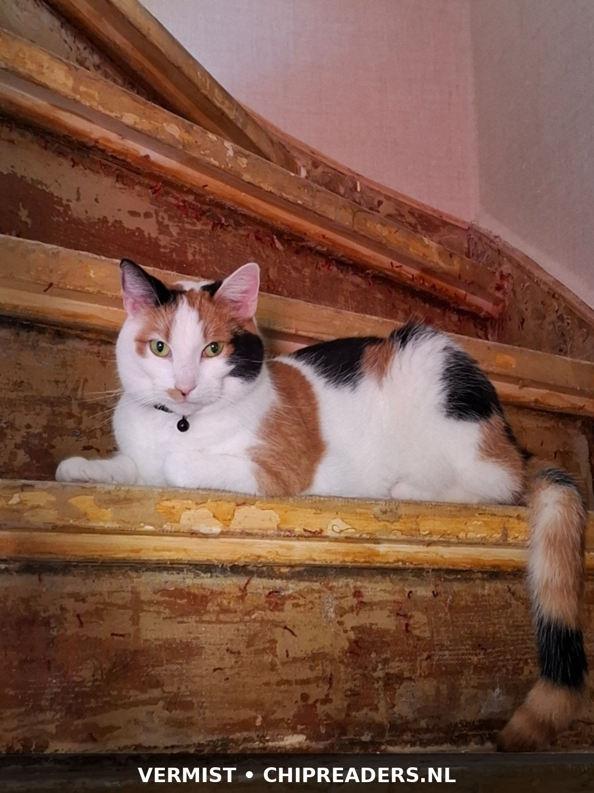 Ziva