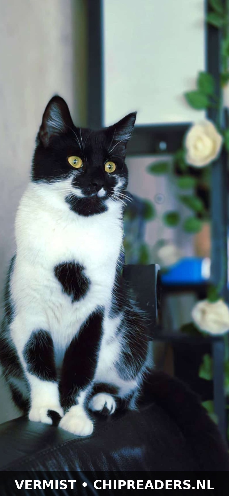 Lilly