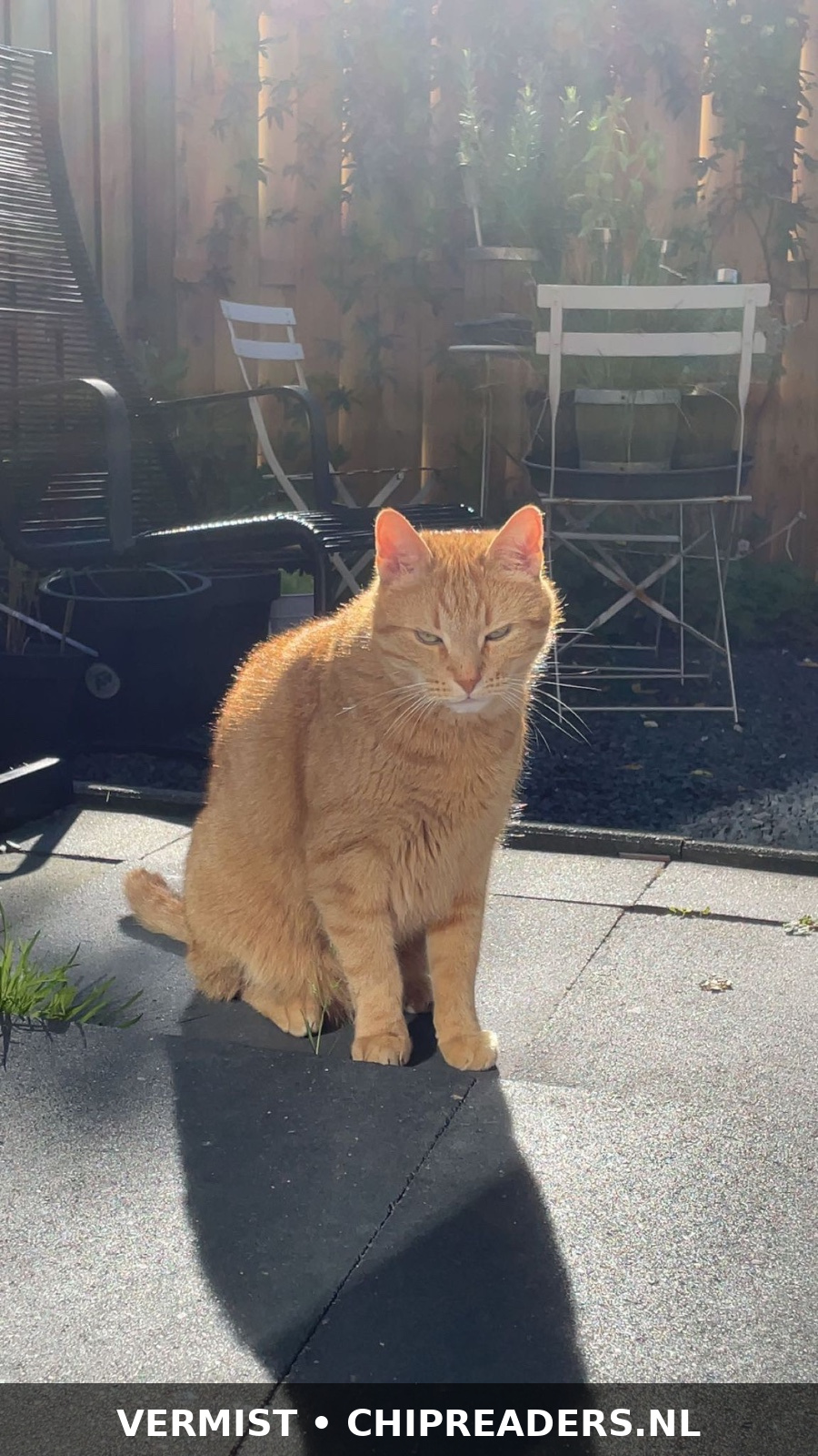 Simba
