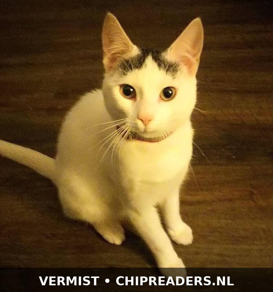 Ivar