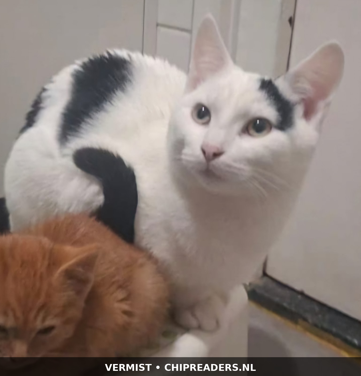 Pua