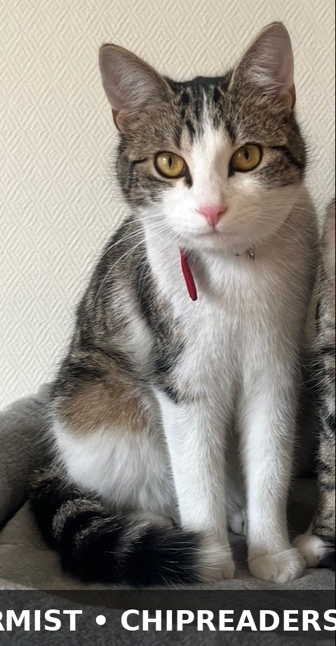 Noukie