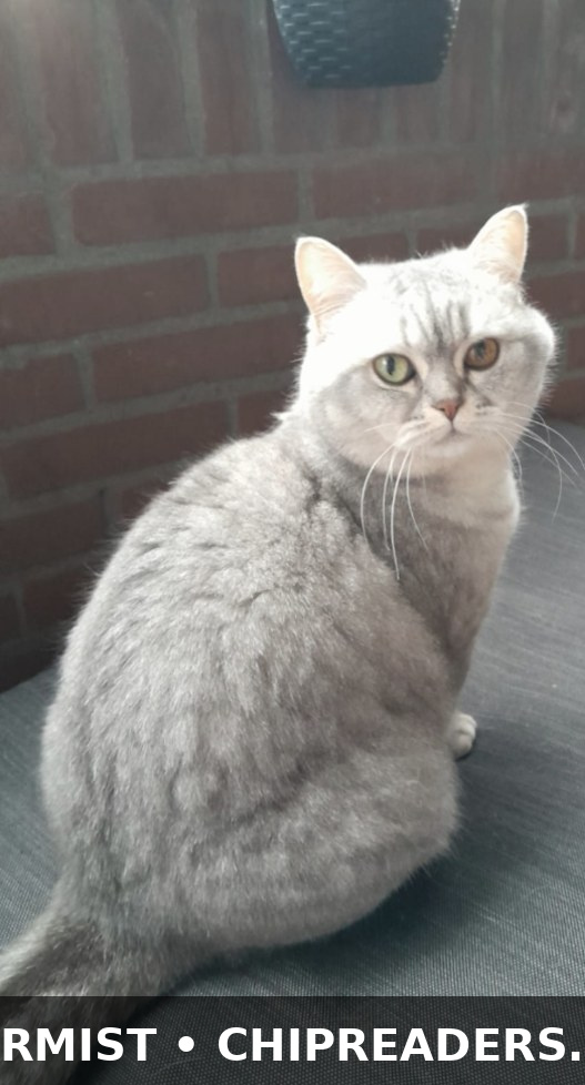 Bella