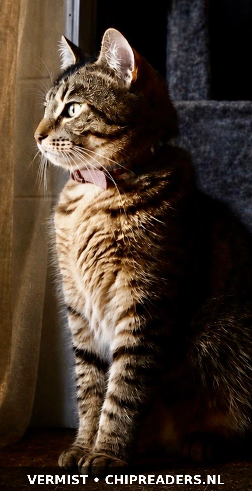 Bonnie