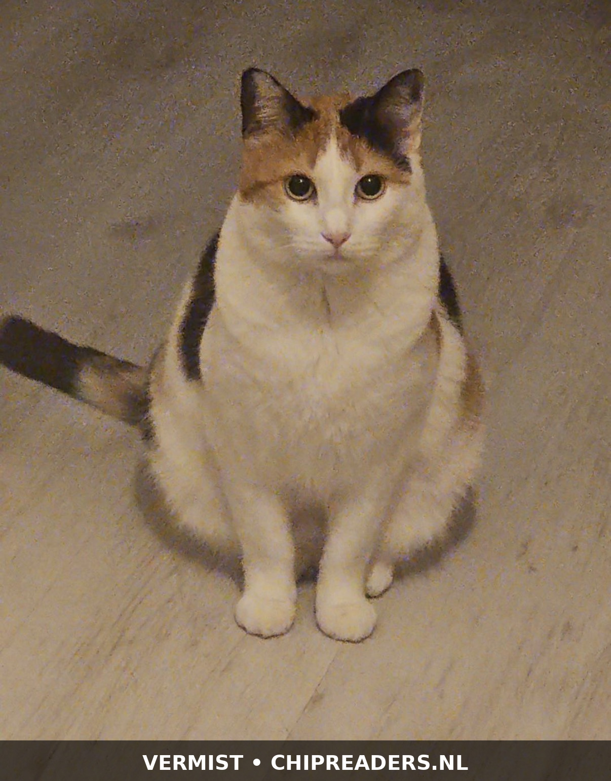 KITTY