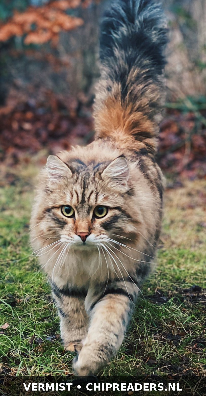 Lio