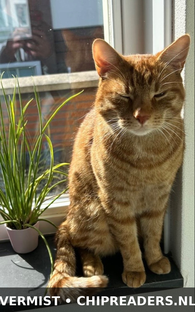Flynn