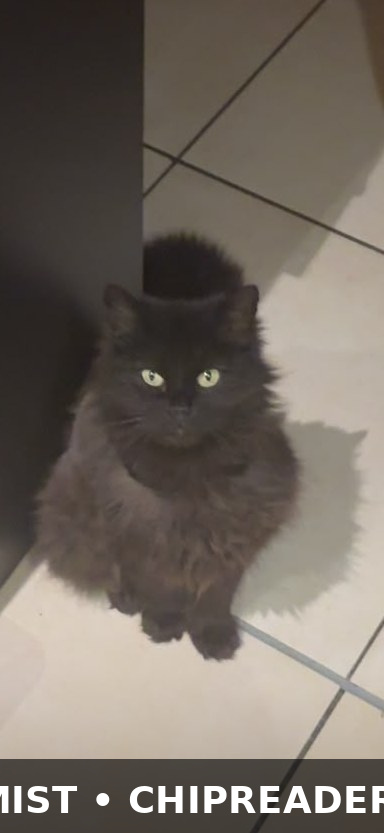 Bella