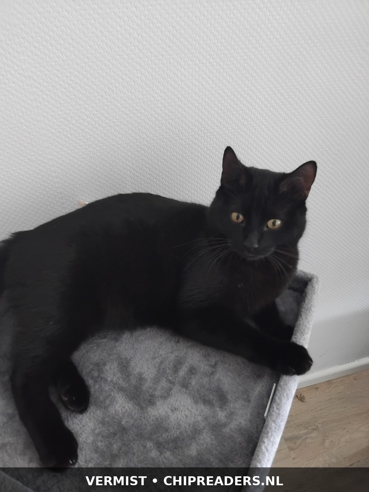 Pasha