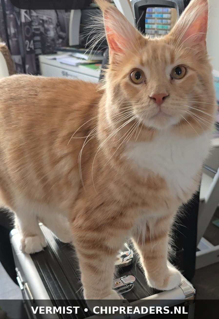 Bowie