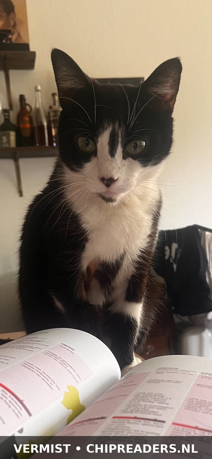 Muis