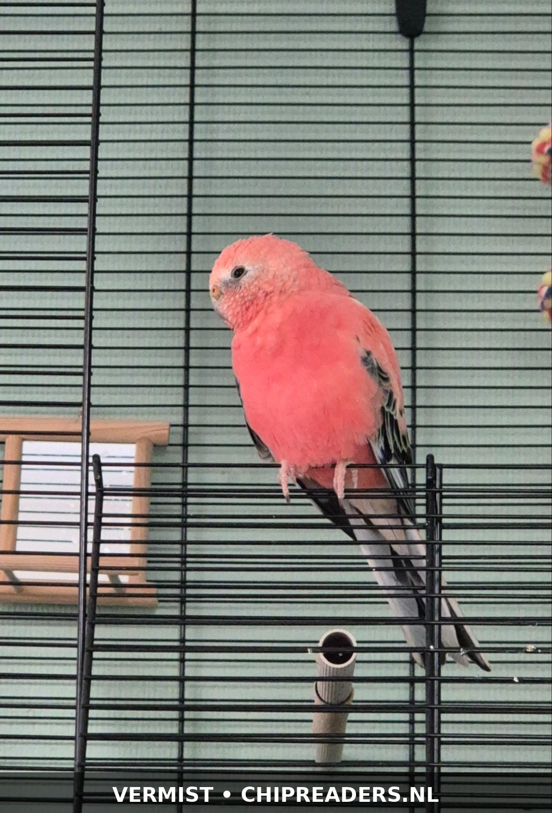 Paco