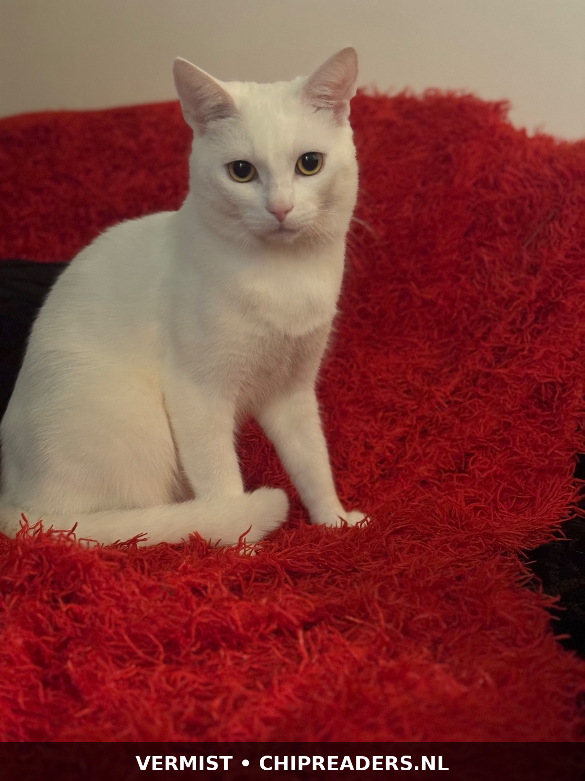Pamuk