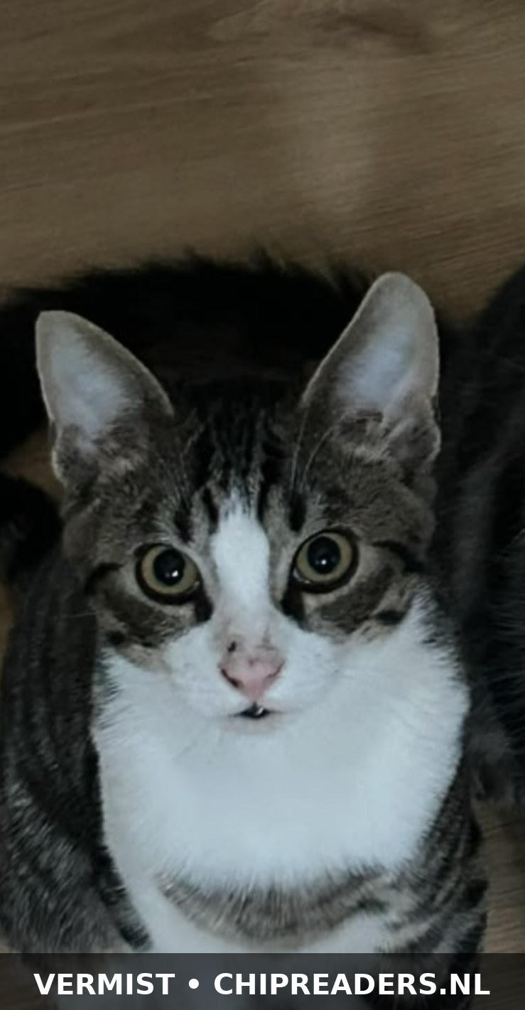 Amigo