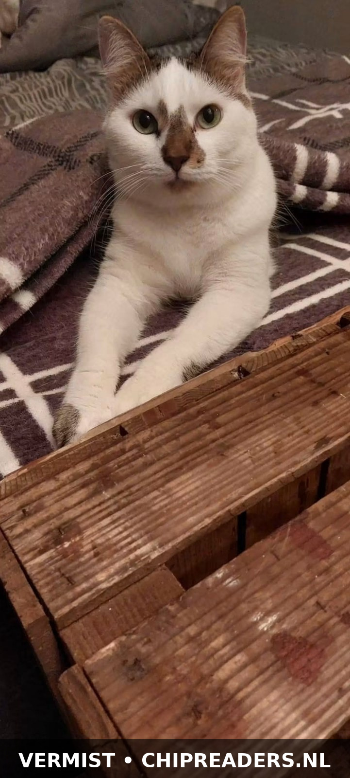 Boris
