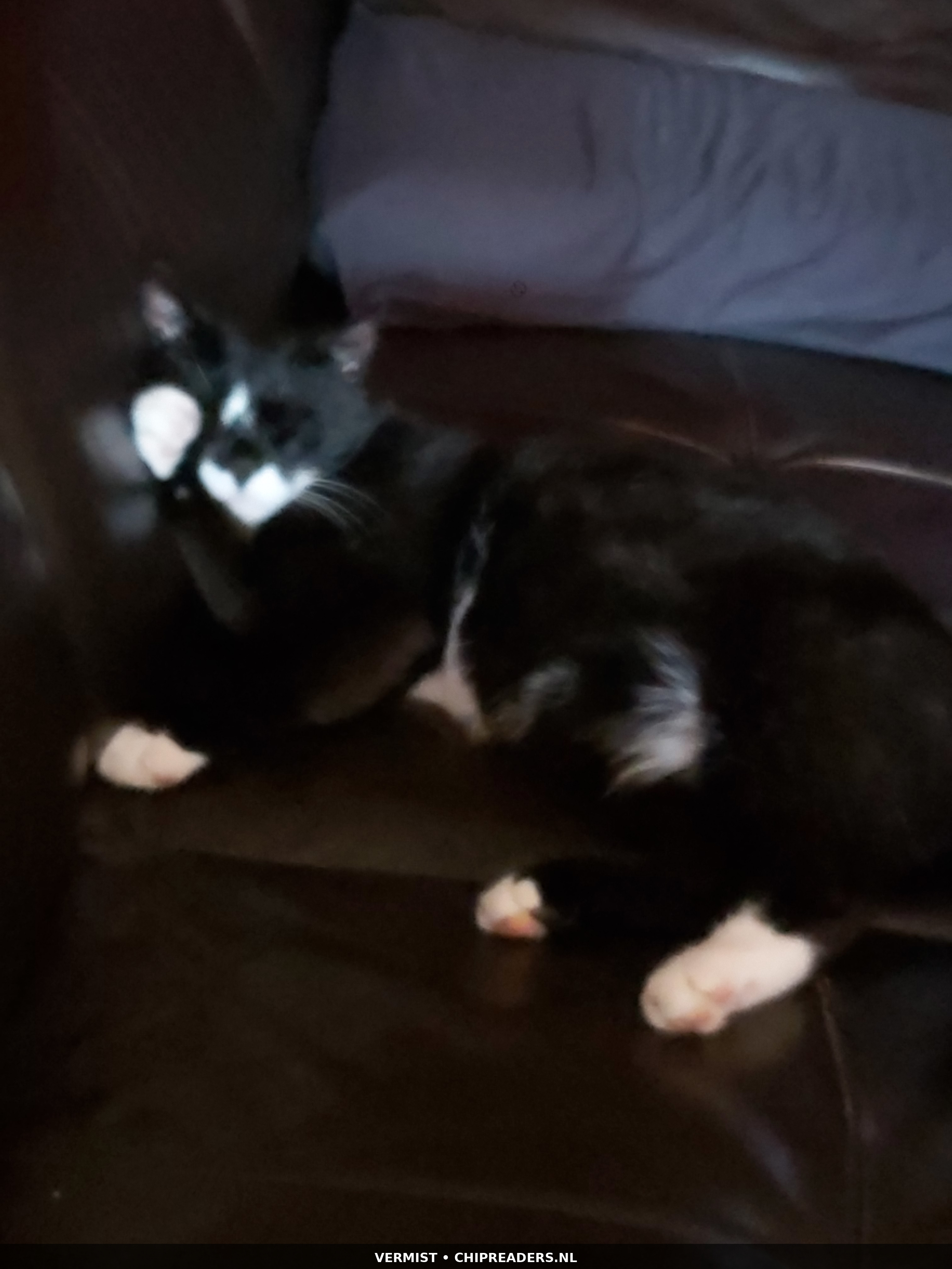 Nero foto 4
