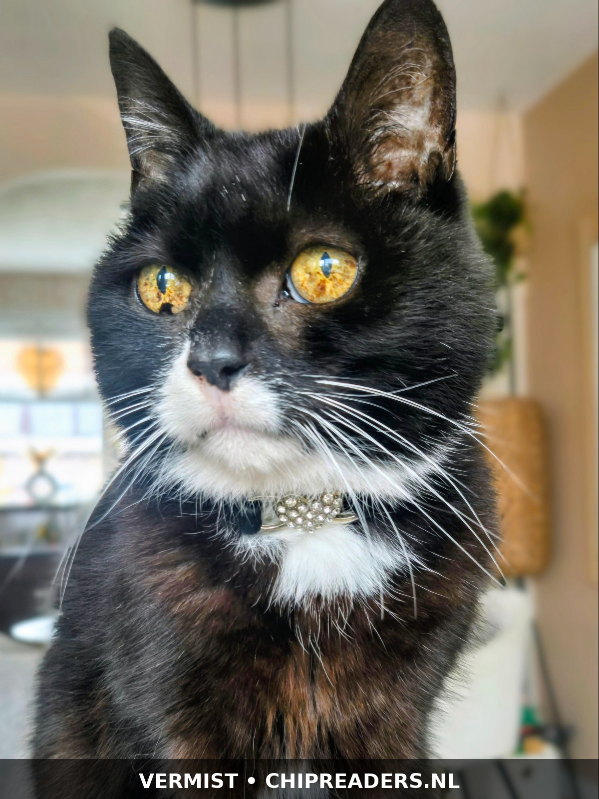 Blacky