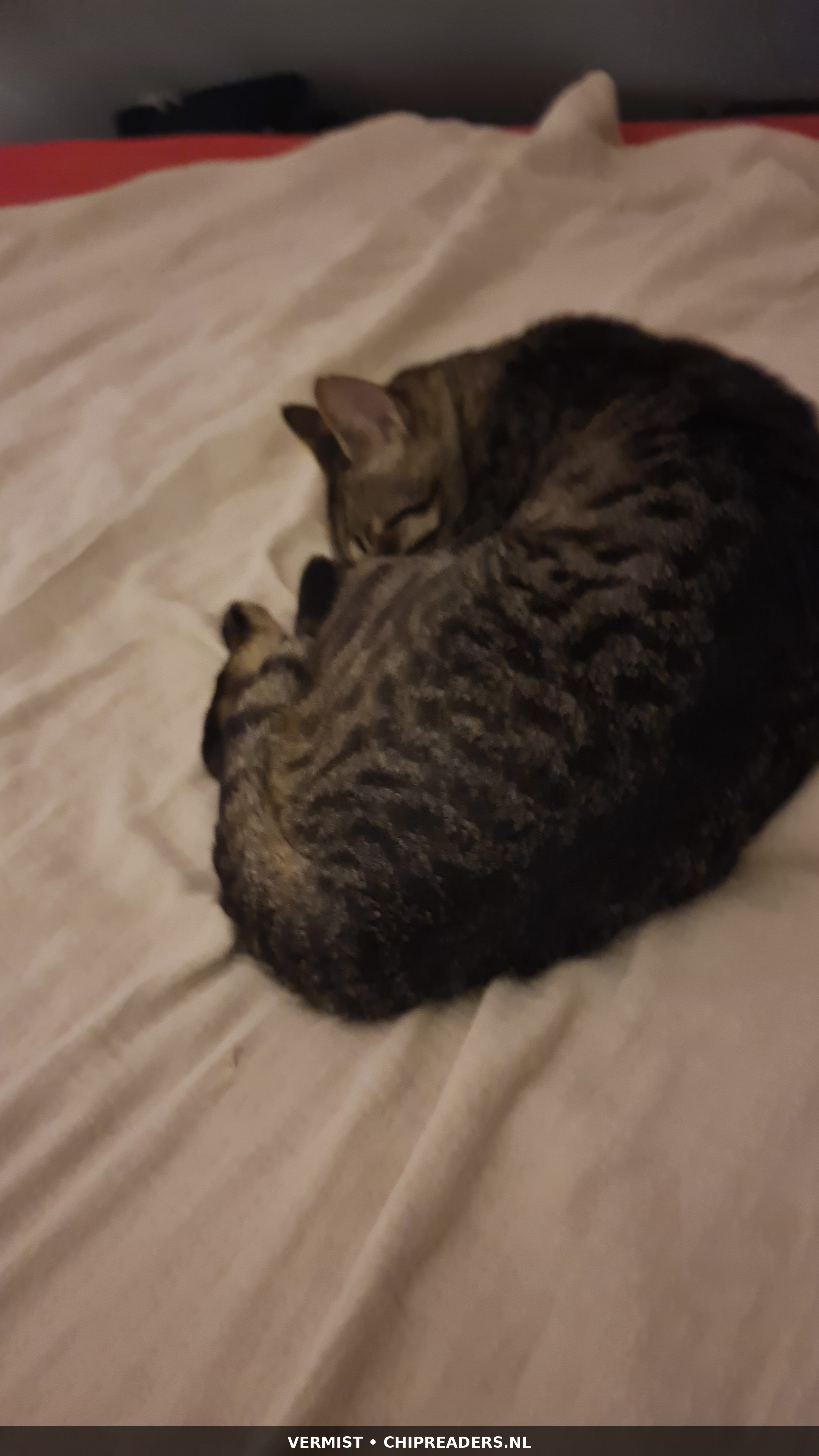 Micci foto 4