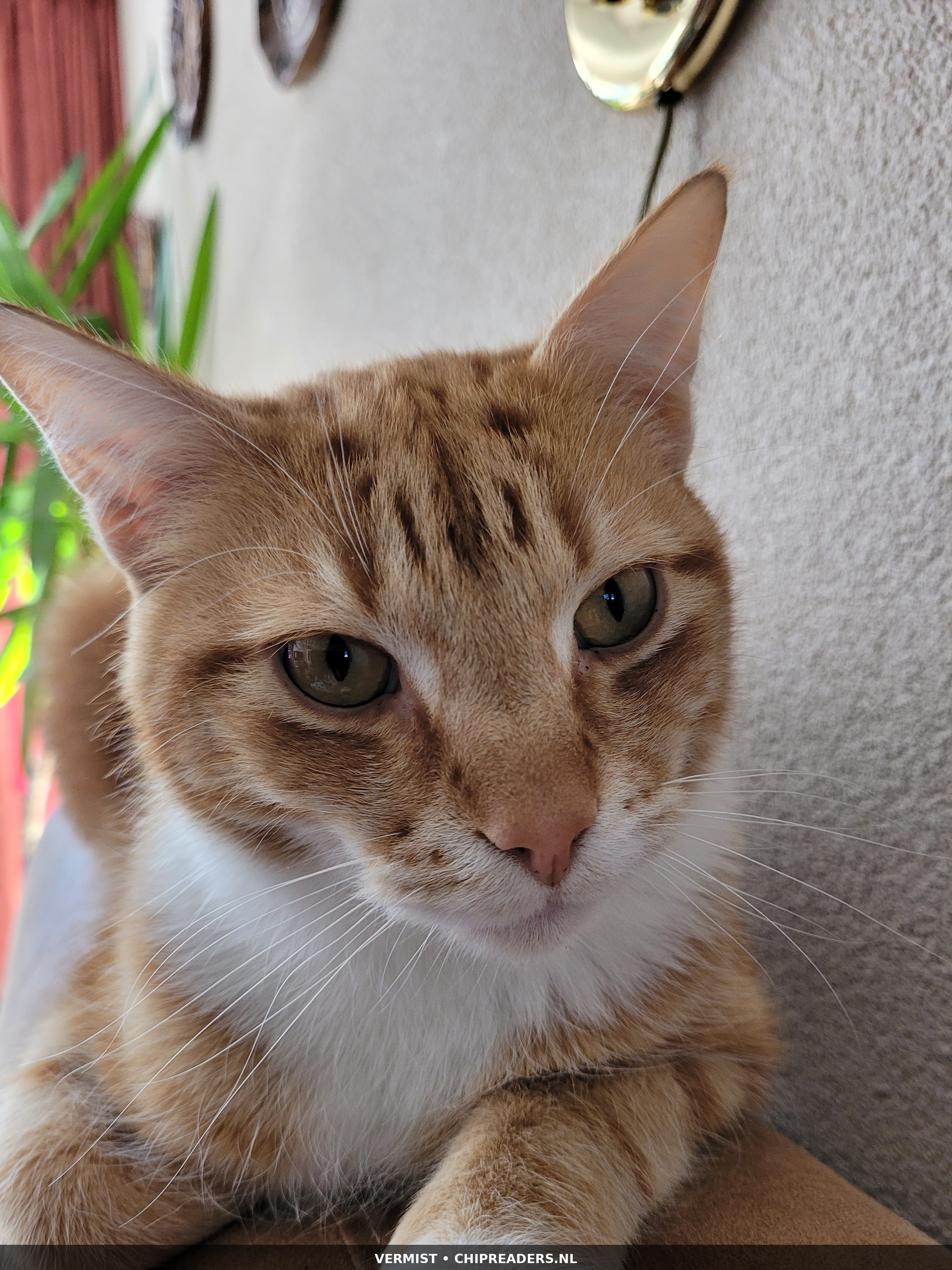 Mick foto 4