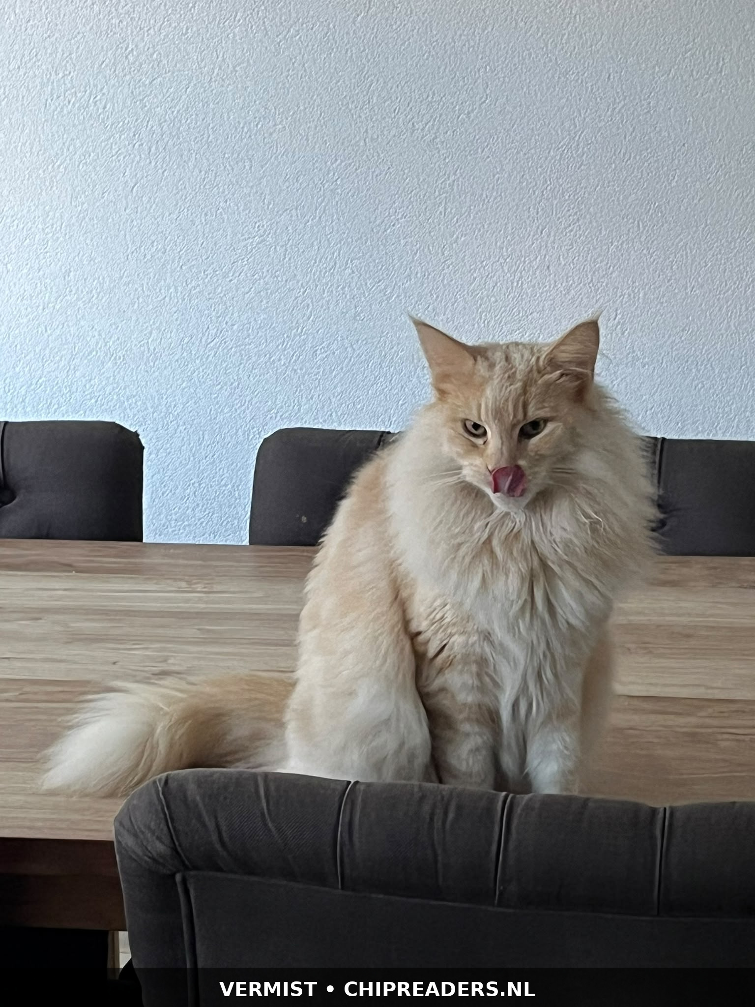 Coco foto 3
