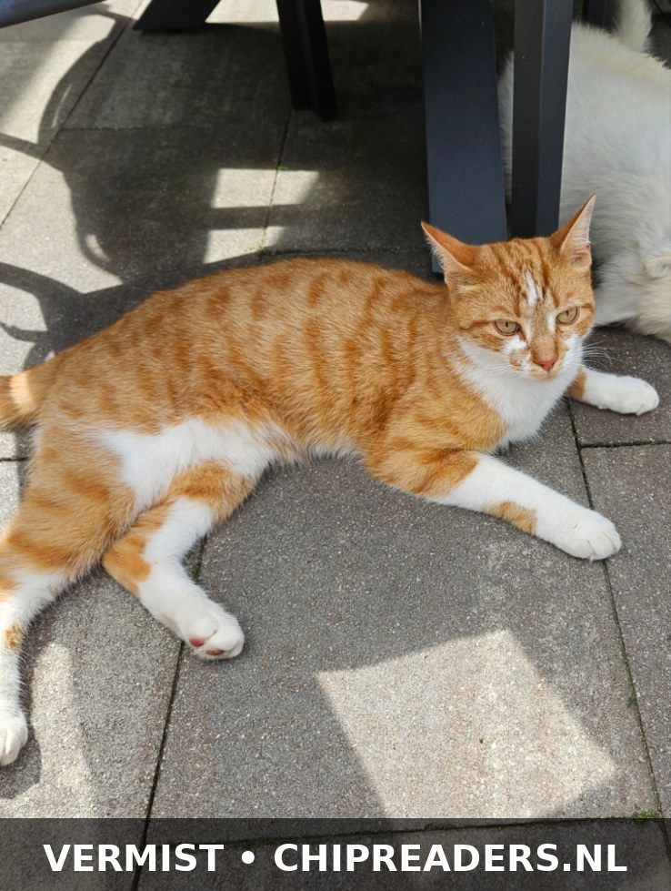 Maurits