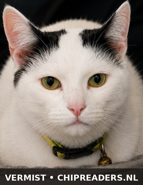 Poes