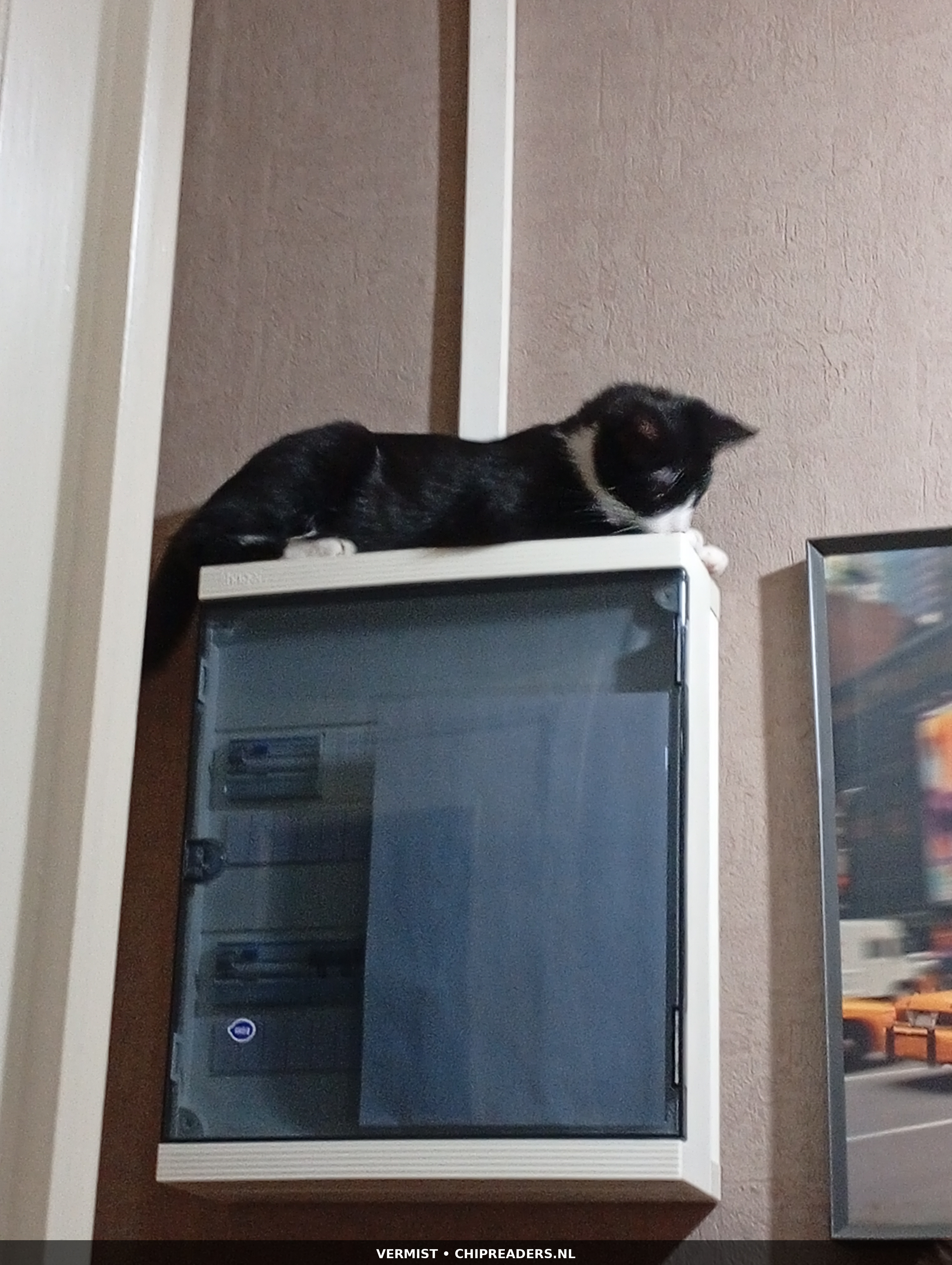 Oreo foto 5