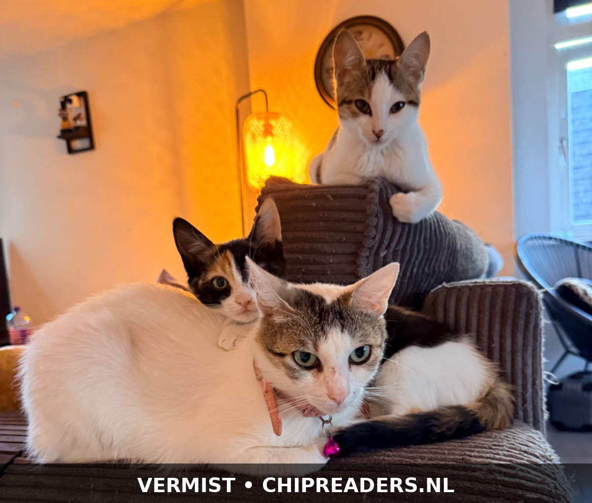 Kaat