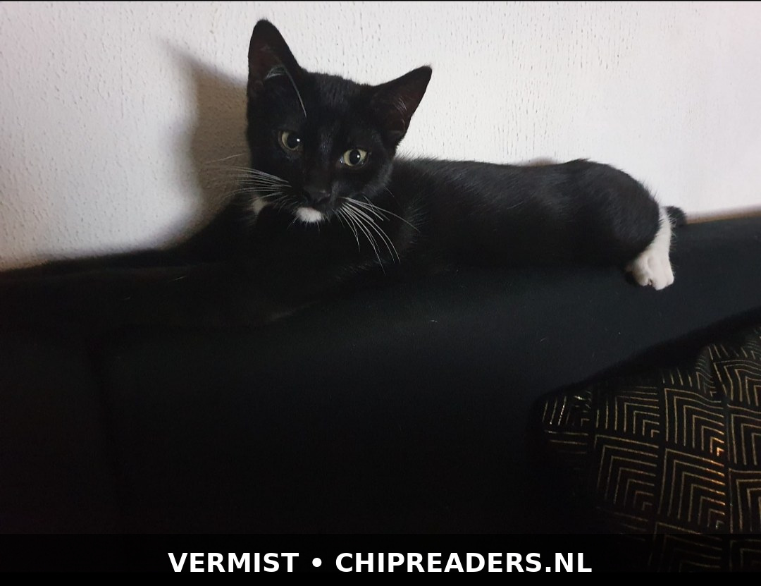 Blacky