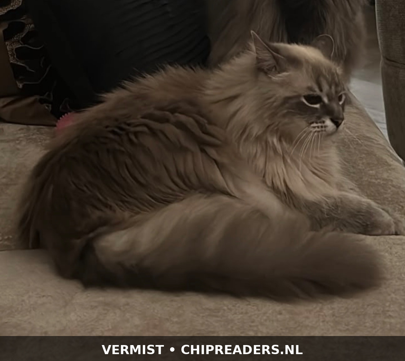 Coco