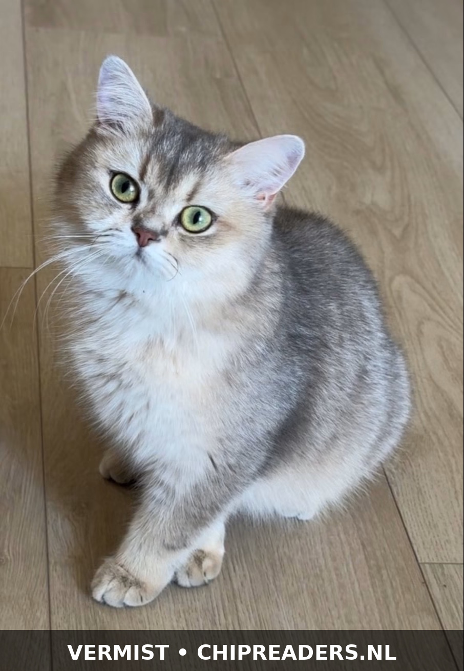 Bella