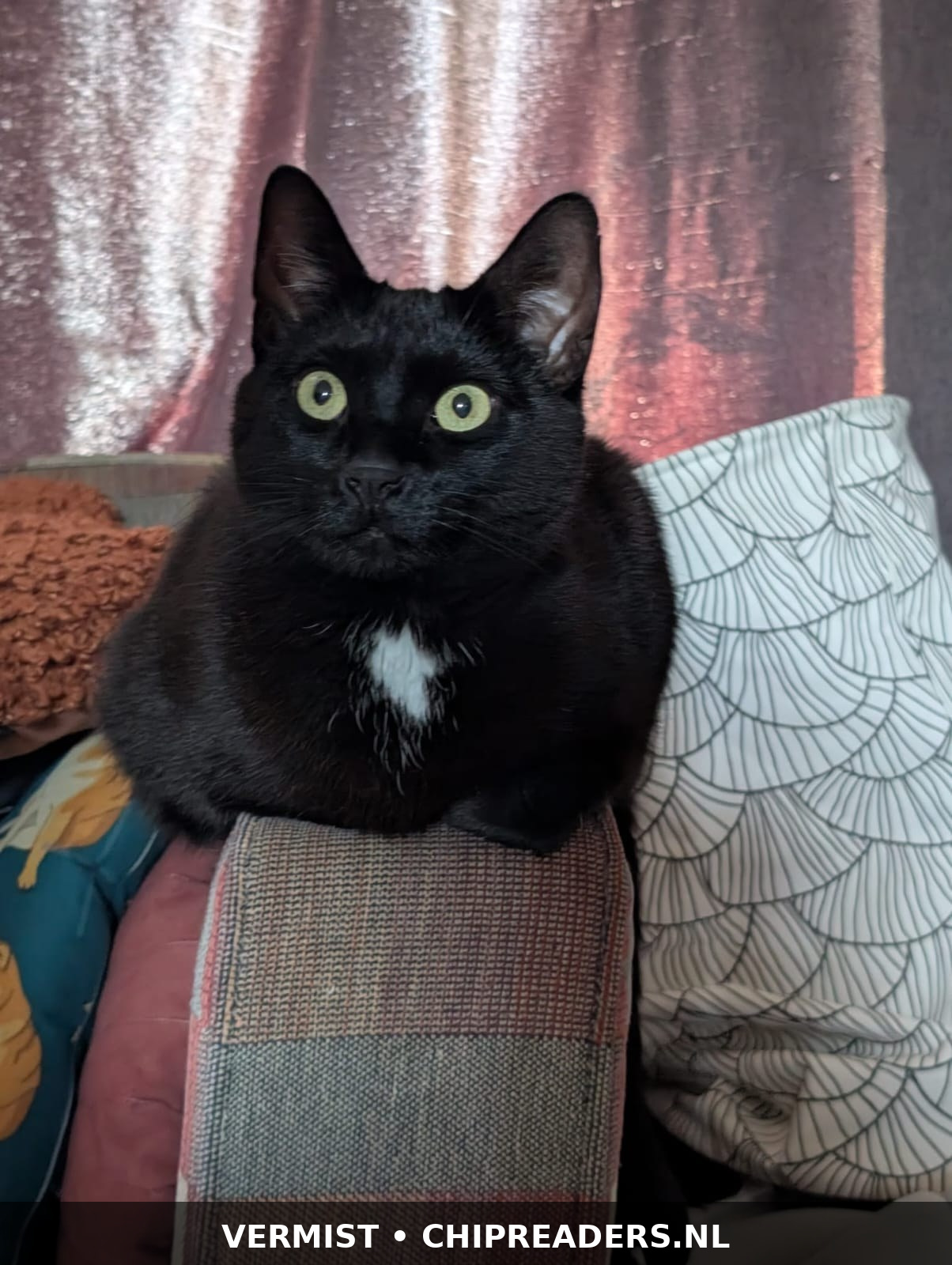 Pipi