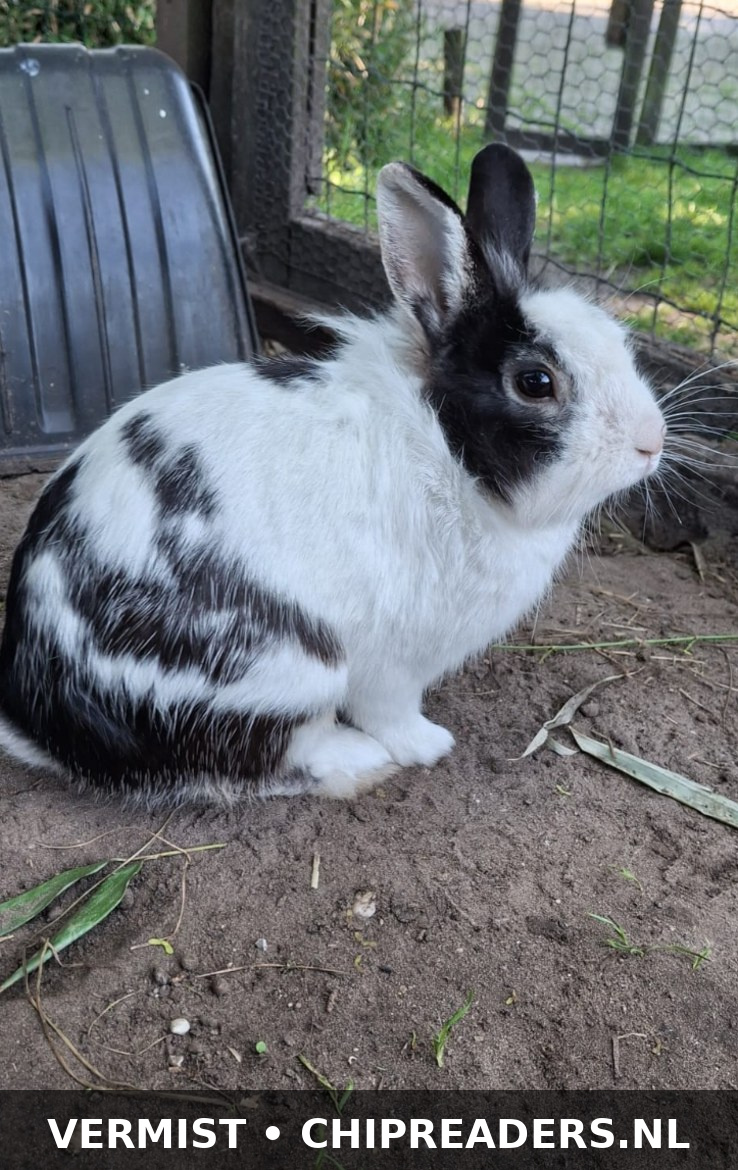 Oreo